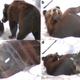 Illustration for article titled Why Are These Bears Having Oral Sex?